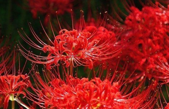 Truyện ngắn: Rừng mã sa hoa đỏ