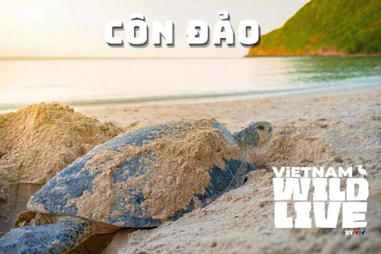 Vietnam Wild Live mùa 1: Bước đột phá truyền hình thực tế về thiên nhiên hoang dã Côn Đảo
