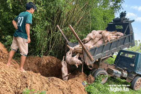 Dịch tả lợn châu Phi diễn biến phức tạp