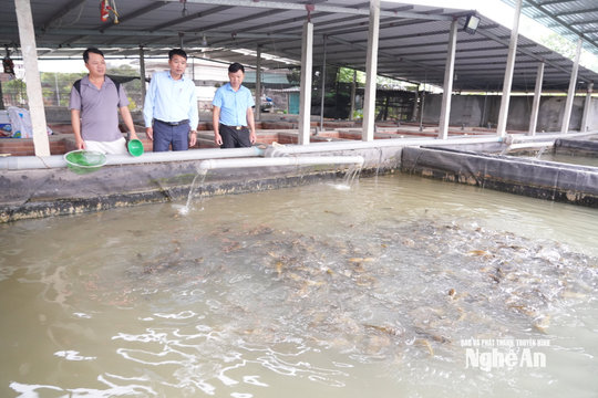 Dẫn nước sông vào ao, nuôi cá trê vàng thu lãi lớn