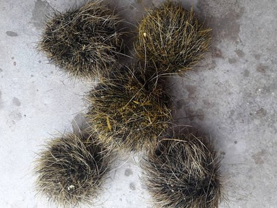 Kỳ dị 1 con lợn nái có tới 5 'cát lợn' ở Nghệ An