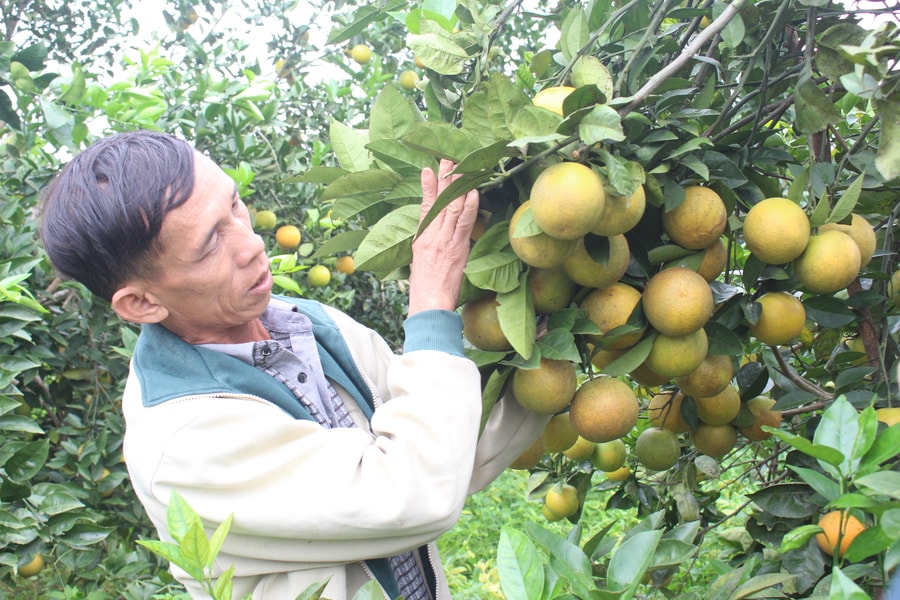 Những vấn đề 'nóng' trong phát triển cây cam ở Nghệ An