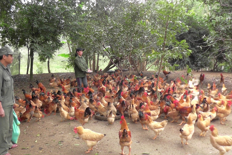 Xây dựng thương hiệu gà thả đồi Yên Thành 