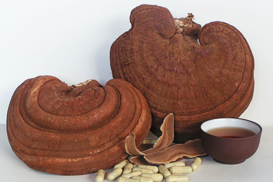 Bí quyết phân biệt nấm linh chi thật - giả nhanh chóng