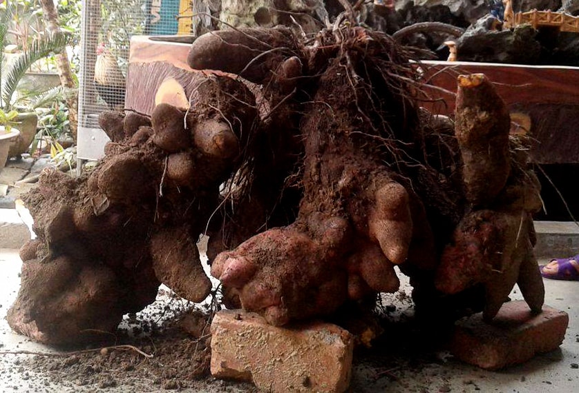 Xôn xao củ khoai nặng gần 70 kg ở Nghệ An