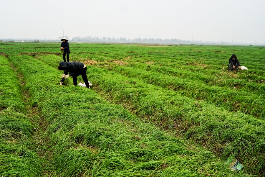 Xanh mướt mắt cánh đồng hành tăm ở Nghi Lộc