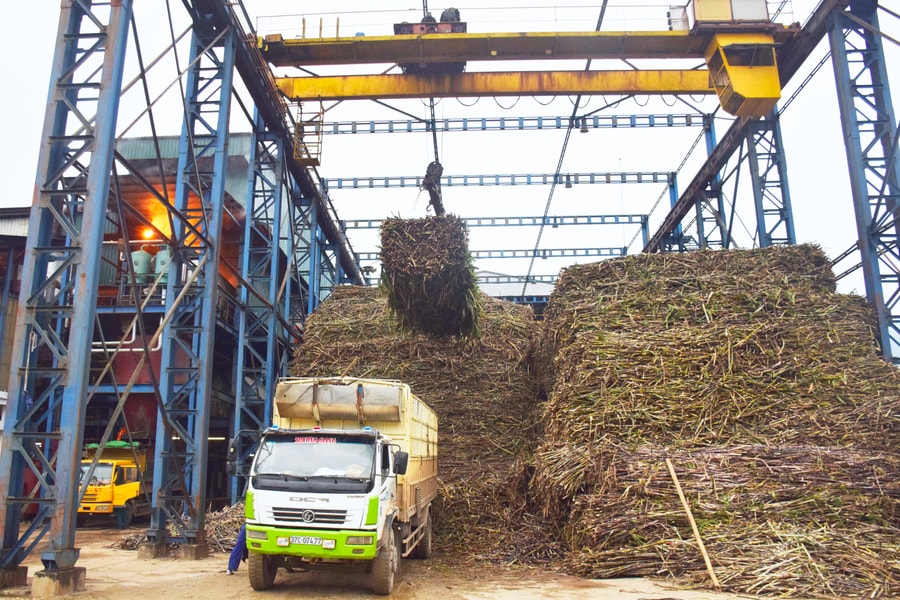 Xuân về ở Nhà máy đường Sông Con