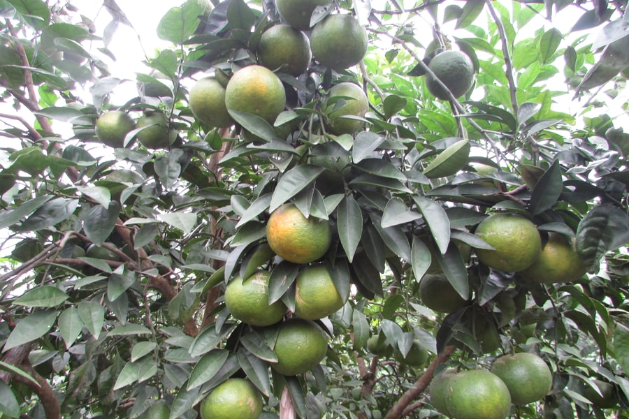 Nghĩa Đàn: Người trồng “mất Tết” vì quýt rớt giá 