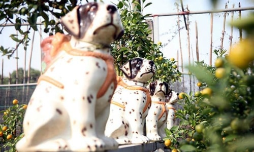 Mốt đưa nông sản vào chậu cảnh chưng Tết