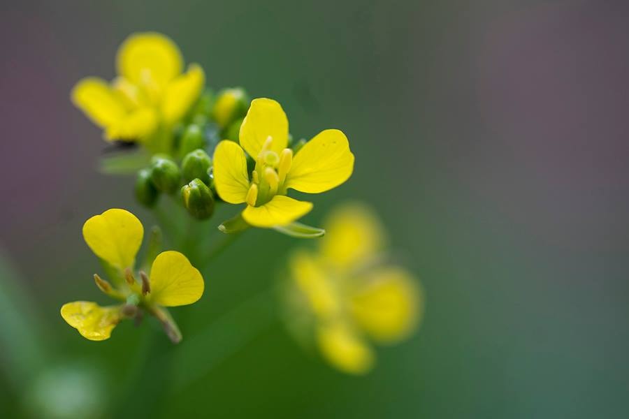 Sống động chùm ảnh hoa xuân vườn nhà