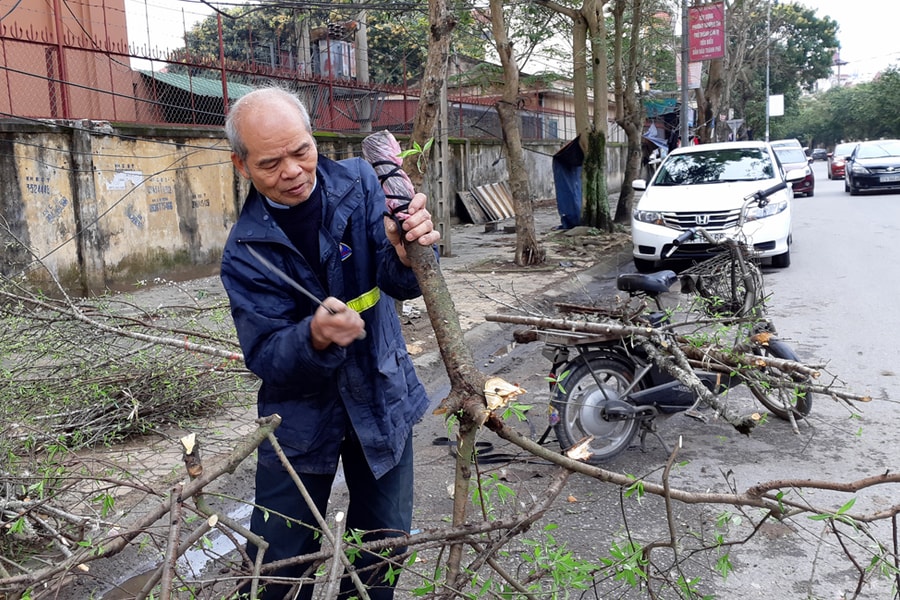 Mót củi từ đào Tết