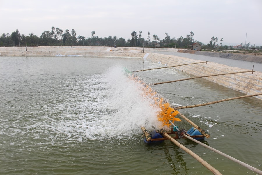 Nông dân Nghệ An đầu tư lớn, sẵn sàng thả hàng trăm triệu con tôm giống
