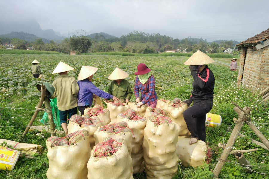 Trồng bù đỏ 75 ngày thu lãi trên 100 triệu đồng/ha