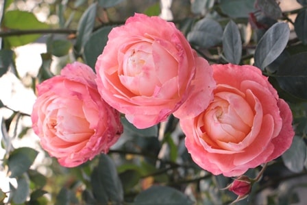 Quà 8/3: Hoa hồng “khủng” giá trăm triệu đắt khách