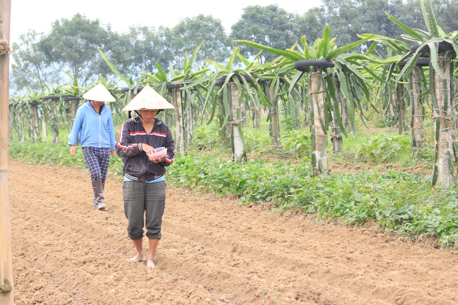Nông dân Thanh Chương chia sẻ kinh nghiệm trồng xen cho thu nhập '2 trong 1'