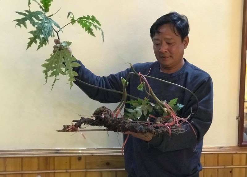 Tiết trúc nhân sâm nặng 1kg: Hàng hiếm 100 tuổi, trả giá trăm triệu