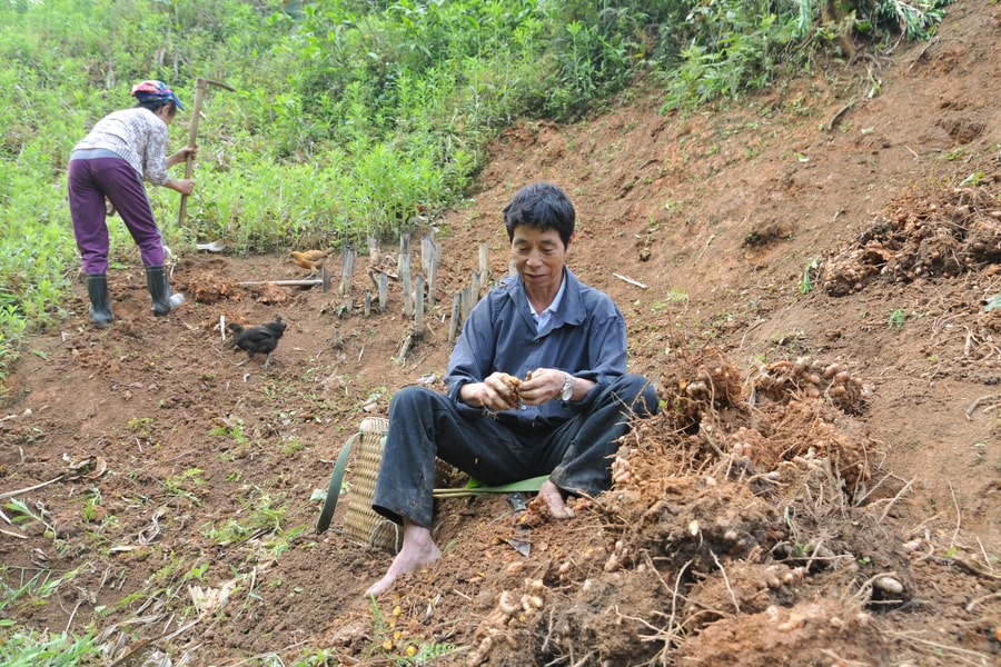  Bản Mông vùng biên vui được mùa nghệ đỏ