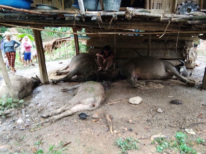 Sét đánh làm chết 4 con trâu ở huyện miền núi Nghệ An