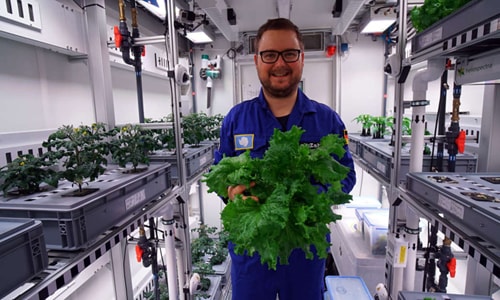 Độc, dị trồng rau không cần đất và ánh nắng