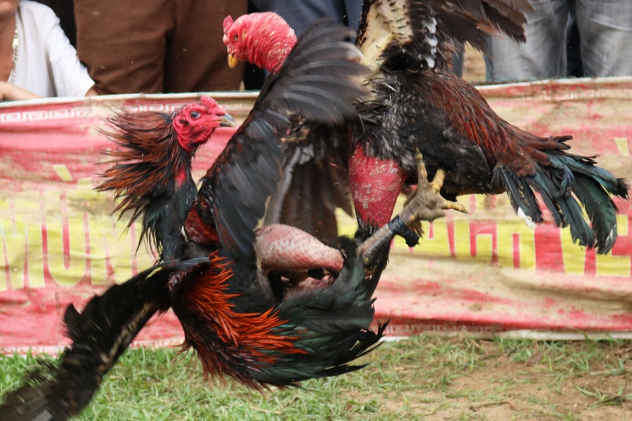 Những pha chọi gà ngoạn mục trong lễ hội ở Yên Thành