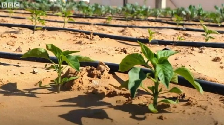 Công nghệ biến sa mạc thành đất trồng sau 7 tiếng