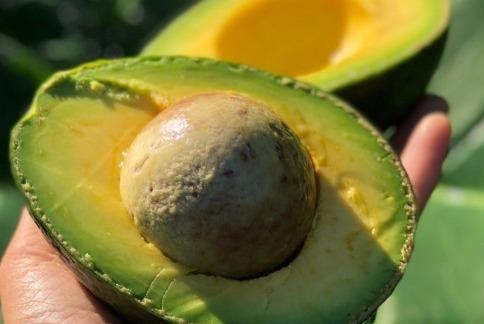 Cách chọn quả bơ nhiều sáp, dẻo thơm và không bị dùng thuốc