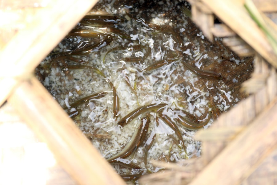 “Độc chiêu” đánh cá của người dân vùng cao xứ Nghệ