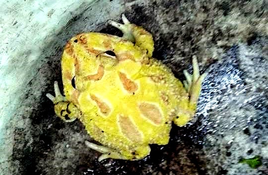 Người dân bắt được 'ếch vàng, mình cóc, bụng ễnh ương'