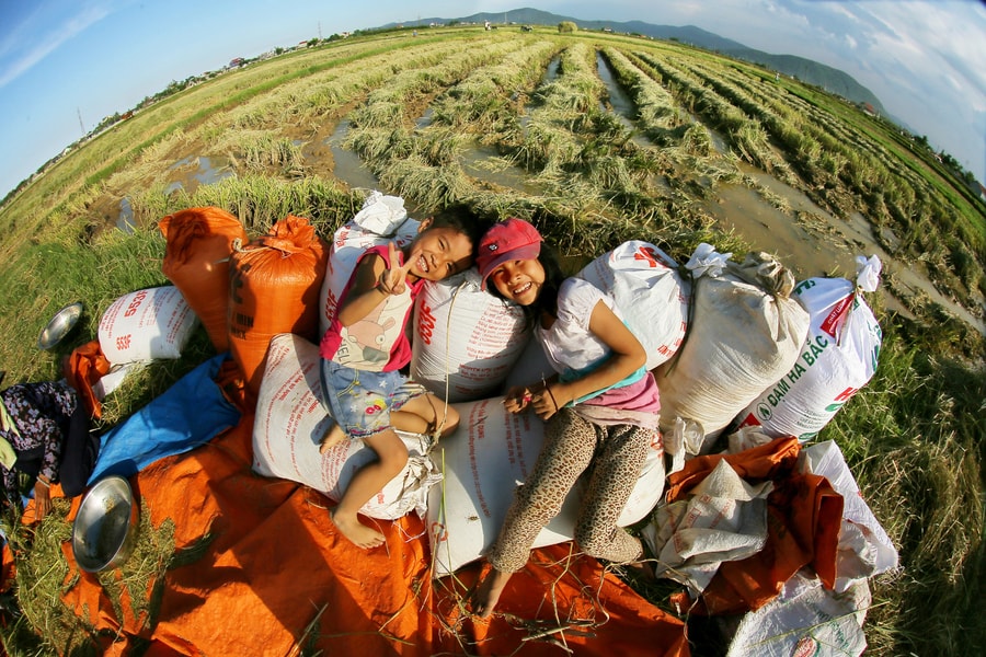 Khung cảnh ngày mùa đáng yêu ở xứ Nghệ