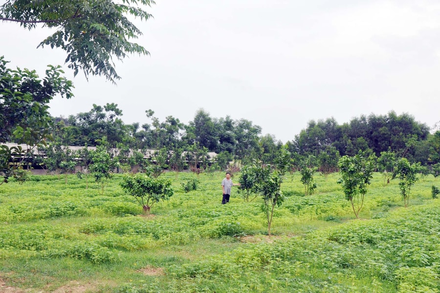 Chuyện làm giàu của tỷ phú nông dân vùng đất đồi Thanh Chương