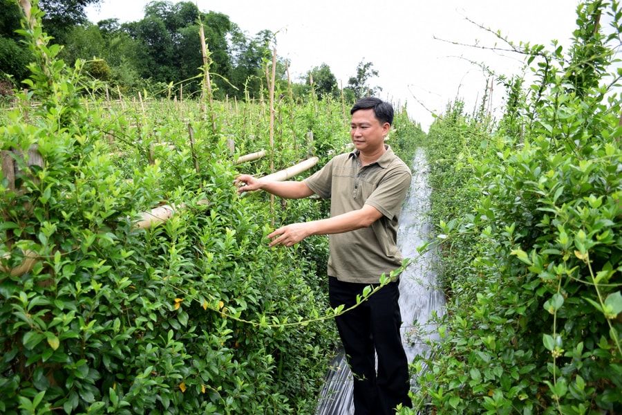 Sản xuất trà dược liệu trên vùng đệm Pù Mát