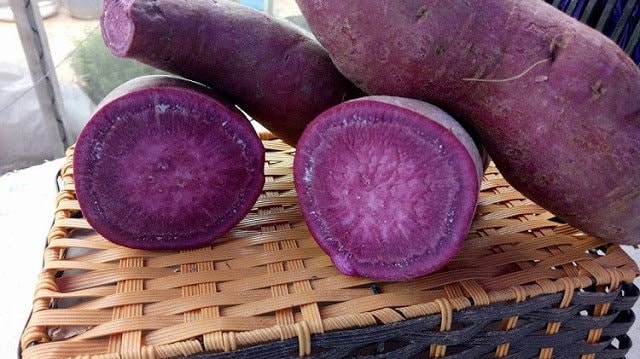 Khoai lang tím khiến tế bào ung thư tự hủy?