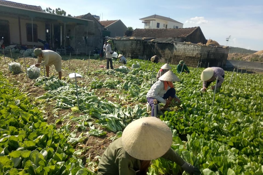 Nông dân Nghệ An trồng cải bẹ xanh xuất khẩu