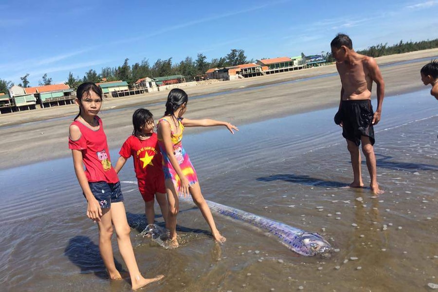 Nghệ An: Phát hiện cá hố rồng dài 4 mét trôi dạt vào bờ