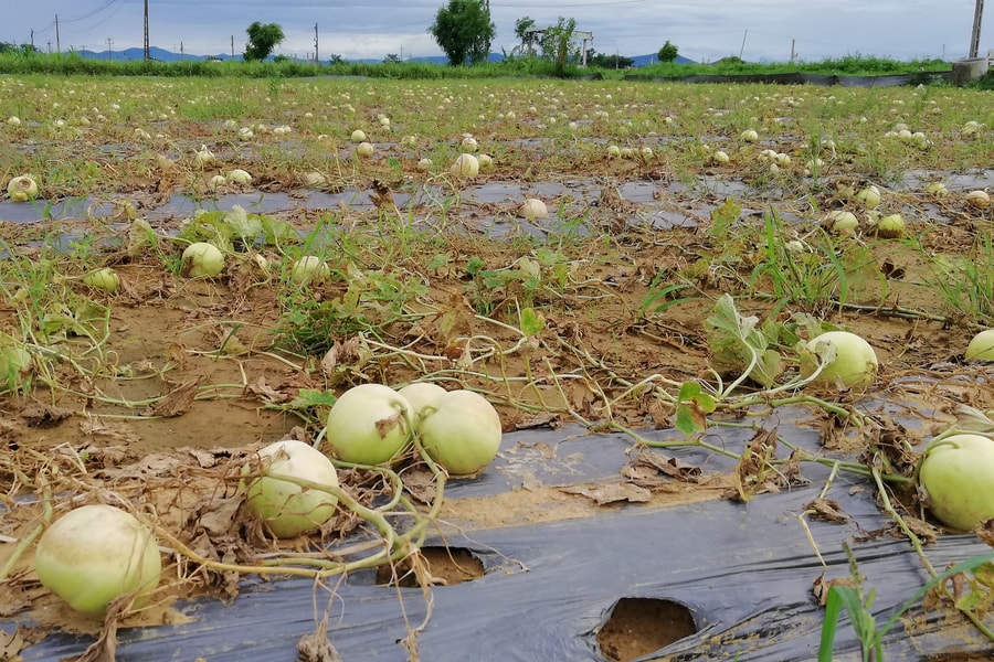 Dưa lê “phơi” trắng đồng sau bão số 3 
