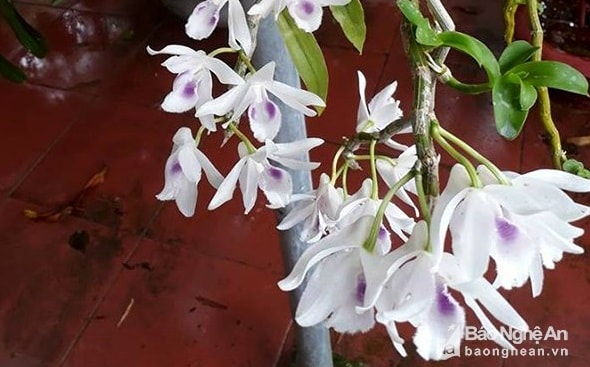Giò lan rừng ở Nghệ An được bán với giá 600 triệu đồng