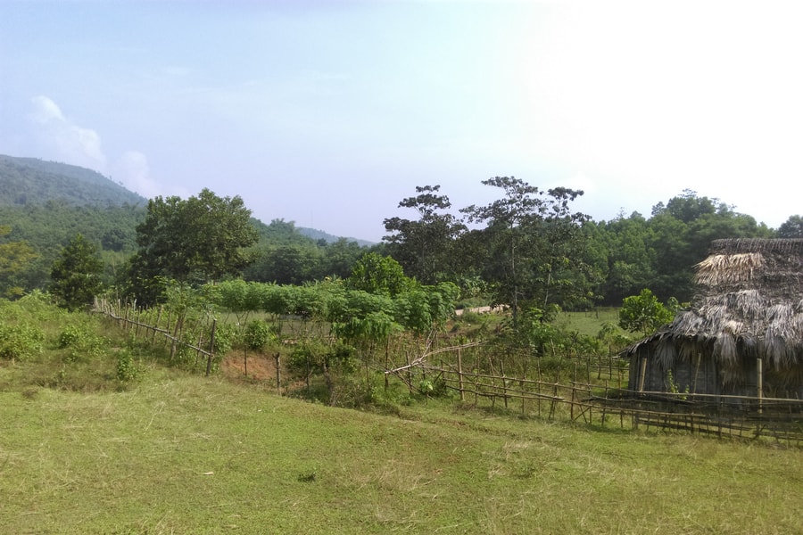 Nghệ An: 10.038 ha đất rừng chuyển nhượng trái phép 