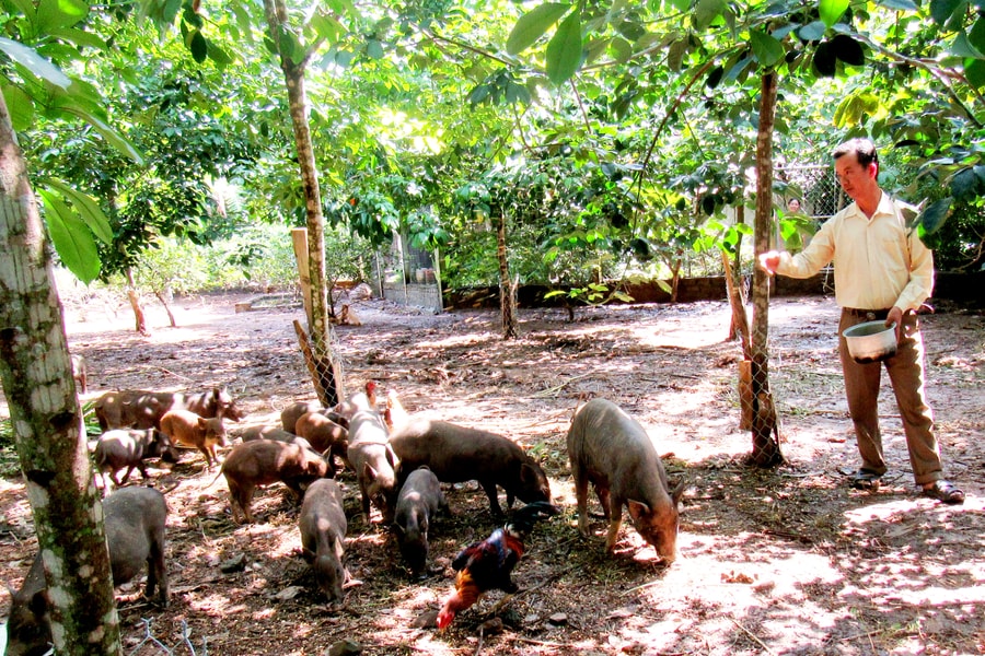 Nuôi lợn mán dưới tán 400 cây cao su cho thu nhập 'khủng'