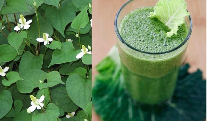 Rau diếp cá - “khắc tinh” của bệnh trĩ