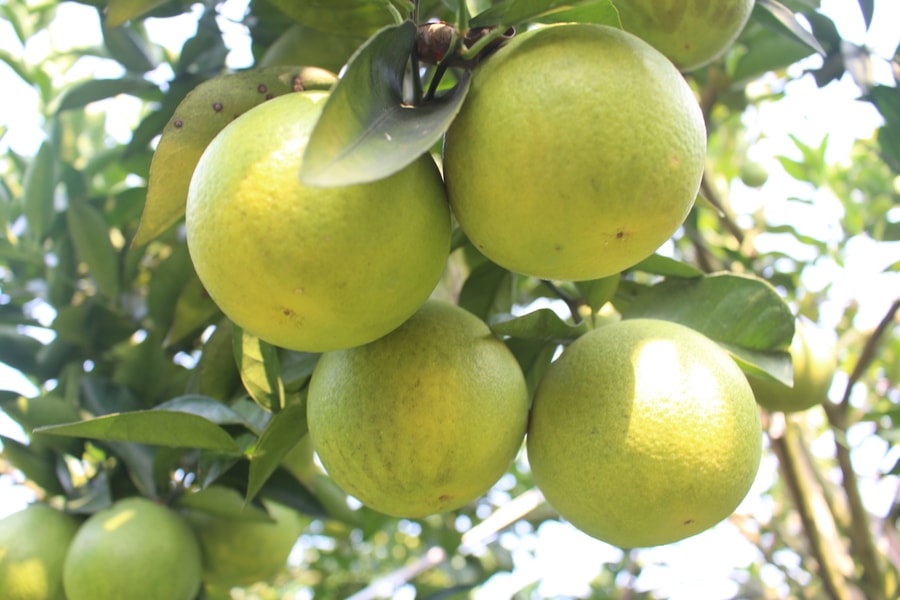 Anh Sơn xây dựng làng nghề trồng cam Bãi Phủ 