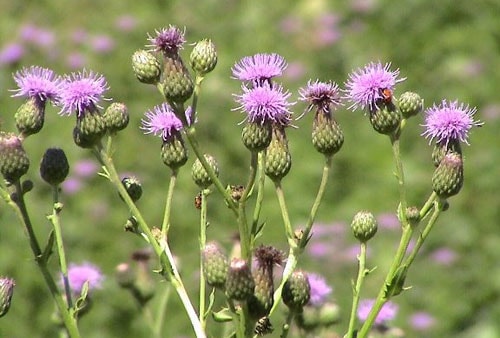 Phát hiện loài cỏ nguy hiểm trong lúa mì nhập khẩu vào Việt Nam