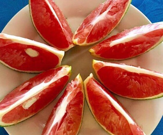 Thanh Chương trồng thành công cam Úc ruột đỏ