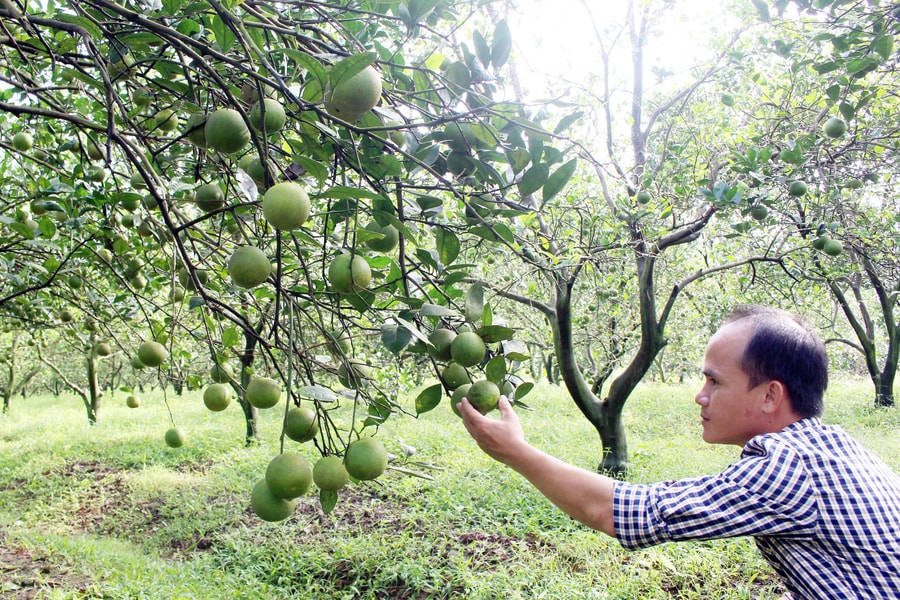 Áp dụng kỹ thuật quản lý dịch hại trên vùng trồng cam Nghệ An