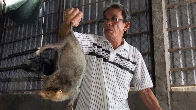 Nuôi dúi, lão nông bỏ túi 30 triệu đồng/tháng