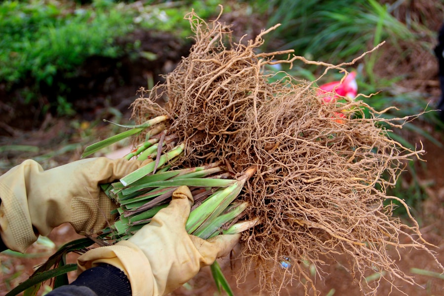 Giá nguyên liệu tăng cao, làng nghề hương trầm xứ Nghệ gặp khó