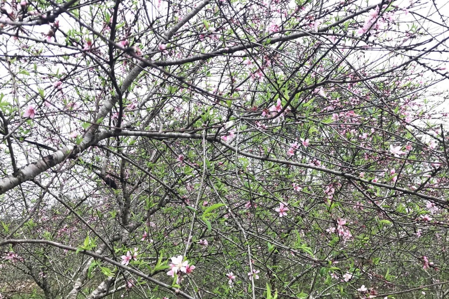 Nông dân Nghệ An ngưng tưới nước, đốn rễ hãm đào nở sớm