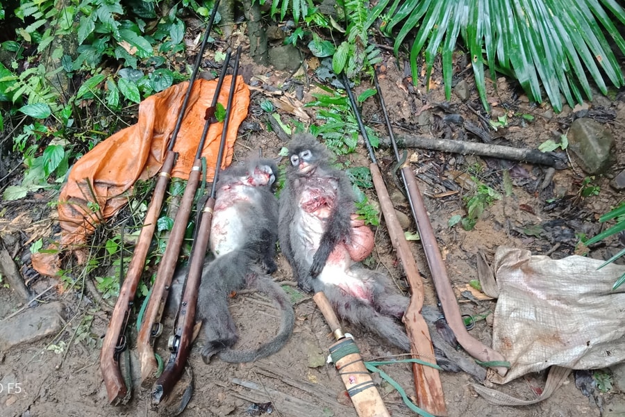 Nghệ An: Bắt 5 đối tượng săn bắn động vật hoang dã, thu giữ 2 cá thể voọc xám