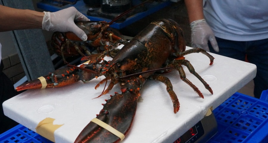 Nhờ CPTPP, người Việt sẽ được mua sữa ngoại, tôm hùm giá rẻ