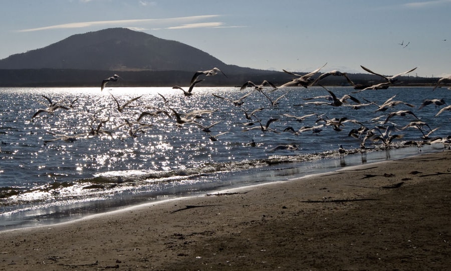 Lý do Nhật Bản thay đổi lập trường về các hòn đảo tranh chấp với Nga