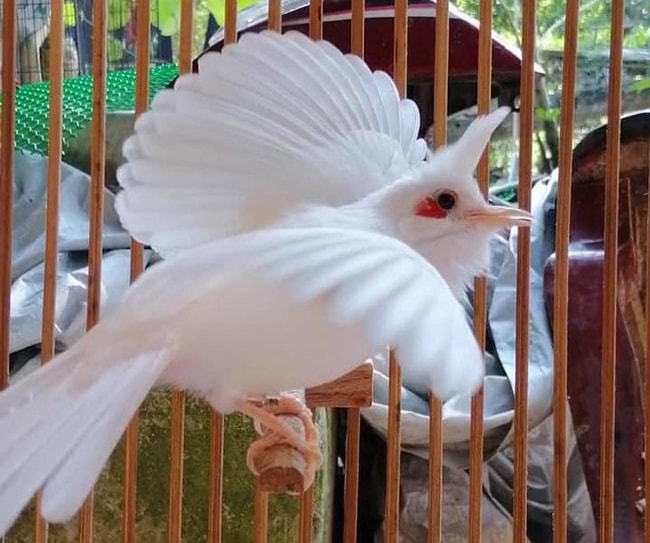 Đẹp mê hồn những chú chào mào bạch tạng “cực độc” giá hàng trăm triệu đồng